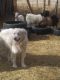 Pyrenean Shepherd Puppies