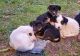 Pyrenean Shepherd Puppies for sale in Clifton, TX 76634, USA. price: $300