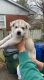 Pyrenean Shepherd Puppies for sale in Lexington, KY, USA. price: NA