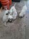Pyrenean Shepherd Puppies for sale in Colorado Springs, CO, USA. price: $200