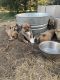 Pyrenean Shepherd Puppies for sale in Whitney, TX 76692, USA. price: NA