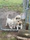 Pyrenean Shepherd Puppies