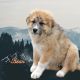 Pyrenean Shepherd Puppies for sale in Chester, New Hampshire. price: $300