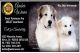 Pyrenean Shepherd Puppies for sale in Los Angeles, CA, USA. price: NA