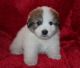 Pyrenean Shepherd Puppies for sale in Putnam Valley, NY 10579, USA. price: NA