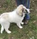 Pyrenean Shepherd Puppies for sale in OR-99W, McMinnville, OR 97128, USA. price: $810