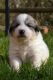 Pyrenean Shepherd Puppies for sale in Fort Worth, TX, USA. price: NA