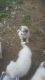 Pyrenean Shepherd Puppies for sale in Monticello, FL 32344, USA. price: NA