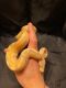 Python Reptiles for sale in El Paso St, El Paso, TX, USA. price: NA