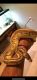 Python Reptiles for sale in Montville, NJ, USA. price: NA