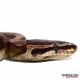 Python Reptiles