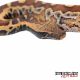 Python Reptiles for sale in NJ-17, Paramus, NJ 07652, USA. price: NA