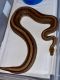 Python Reptiles for sale in Cheverly, MD, USA. price: NA