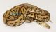 Python Reptiles for sale in 10013 Foster Ave, Brooklyn, NY 11236, USA. price: NA