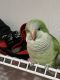 Quaker Birds for sale in Homestead, FL, USA. price: $700
