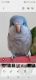 Quaker Birds for sale in Richmond, TX 77407, USA. price: $400