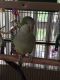 Quaker Birds for sale in Issaquah, WA, USA. price: $450