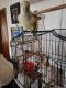 Quaker Birds for sale in 1710 Irvin St, New Castle, IN 47362, USA. price: $600