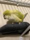 Quaker Birds for sale in Shenandoah, VA, USA. price: $600