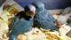 Quaker Birds for sale in Needville, TX 77461, USA. price: NA