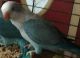 Quaker Birds for sale in Needville, TX 77461, USA. price: $150