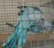 Quaker Birds for sale in Needville, TX 77461, USA. price: $250