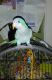Quaker Birds for sale in Anderson, SC, USA. price: $550