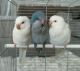 Quaker Birds for sale in Coppell, TX 75099, USA. price: NA