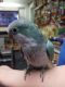 Quaker Birds for sale in Greensboro, NC, USA. price: NA