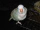 Quaker Birds for sale in Tukwila, WA, USA. price: NA