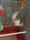 Quaker Parrot Birds for sale in Canton, OH, USA. price: $650