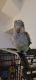 Quaker Parrot Birds for sale in Martinsburg, WV, USA. price: NA
