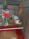Quaker Parrot Birds for sale in Canton, OH, USA. price: NA
