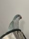 Quaker Parrot Birds for sale in Centerville, OH, USA. price: NA