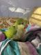 Quaker Parrot Birds for sale in Tampa, FL 33607, USA. price: NA