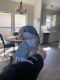 Quaker Parrot Birds for sale in Livingston Parish, LA, USA. price: NA