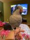 Quaker Parrot Birds for sale in Fort Worth, TX, USA. price: $600