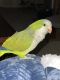 Quaker Parrot Birds for sale in 823 N 8th St, Mount Vernon, WA 98273, USA. price: $50