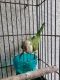 Quaker Parrot Birds for sale in Fort Myers, FL, USA. price: $300