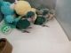 Quaker Parrot Birds for sale in Amherst, OH, USA. price: $575