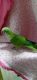 Quaker Parrot Birds for sale in Venice, FL, USA. price: $400