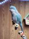 Quaker Parrot Birds for sale in Dayton, OH, USA. price: $500