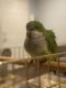 Quaker Parrot Birds for sale in Woodbridge, VA 22191, USA. price: $390