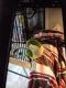 Quaker Parrot Birds for sale in Malakoff, TX, USA. price: $300