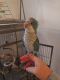 Quaker Parrot Birds
