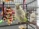 Quaker Parrot Birds for sale in Port St. Lucie, FL, USA. price: NA