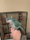 Quaker Parrot Birds for sale in Kings Mountain, NC, USA. price: NA