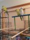 Quaker Parrot Birds for sale in Anderson, IN, USA. price: NA
