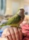 Quaker Parrot Birds for sale in Spring, TX 77373, USA. price: $250