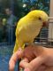 Quaker Parrot Birds for sale in Matthews, NC 28104, USA. price: $1,300
